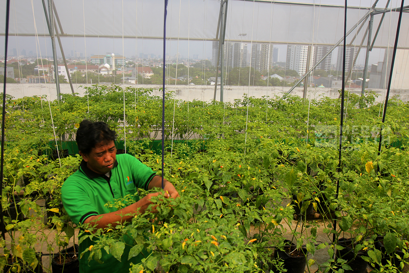 Pemandangan Di Atas Gedung Pasar Mayestik Ada Kebun Cabai